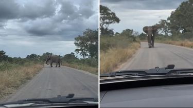 El elefante comenzó a caminar en dirección hacia donde se encontraba la familia.