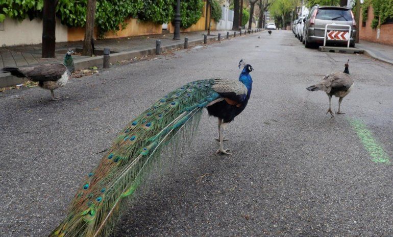 Animales en las ciudades8.jpg