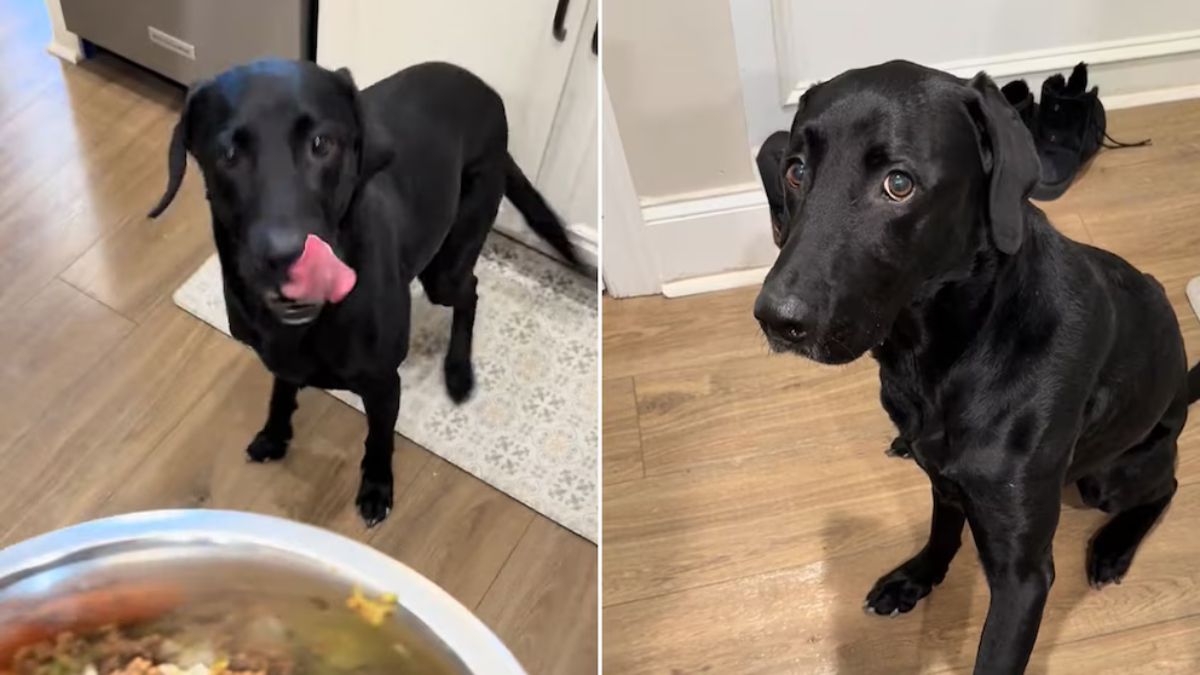 “¿Quieres la carne de res o el pollo?”, pregunta ella, y tras insistir un poco, el perro parece decantarse por la carne.