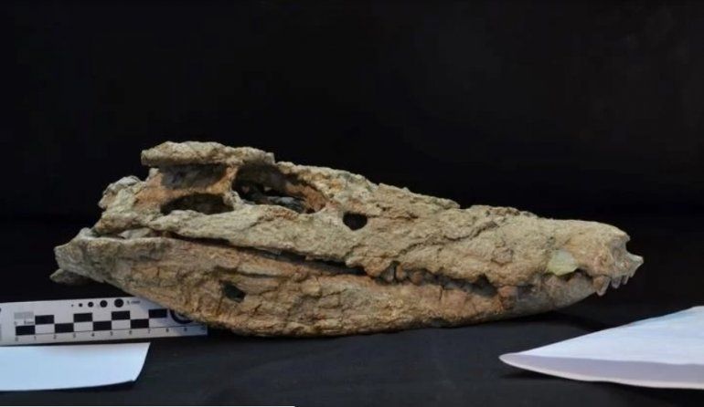 dinosaurio (2).jpg