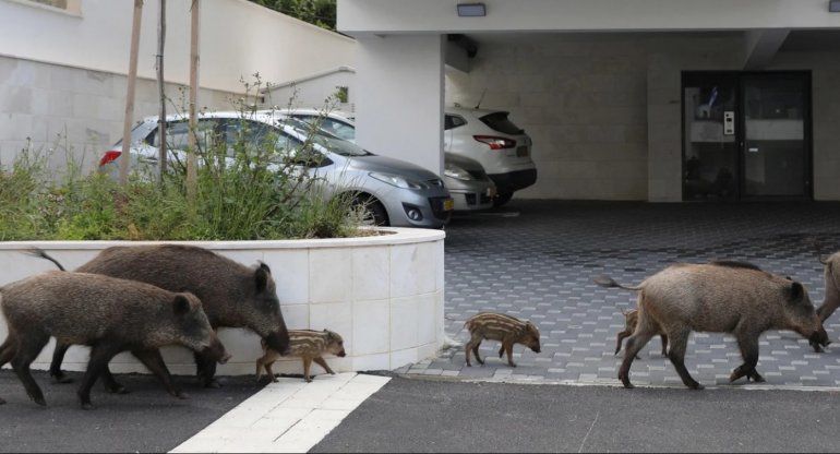 Animales en las ciudades6.jpg