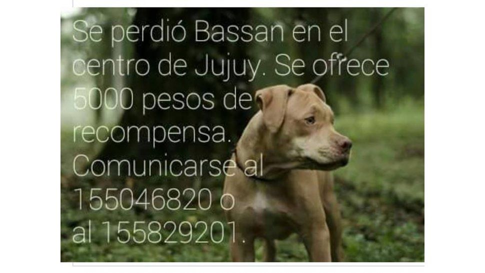 Se busca a Bassan