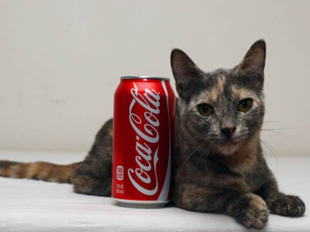 Lindo gatito