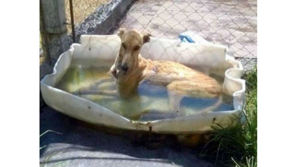 perros santafesino