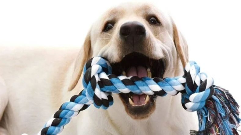 Cómo convertir camisas viejas en sogas trenzadas para que jueguen tus mascotas en casa