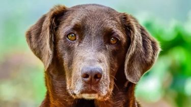 ¿Cuánto cuesta criar un perro en Jujuy en el 2025?