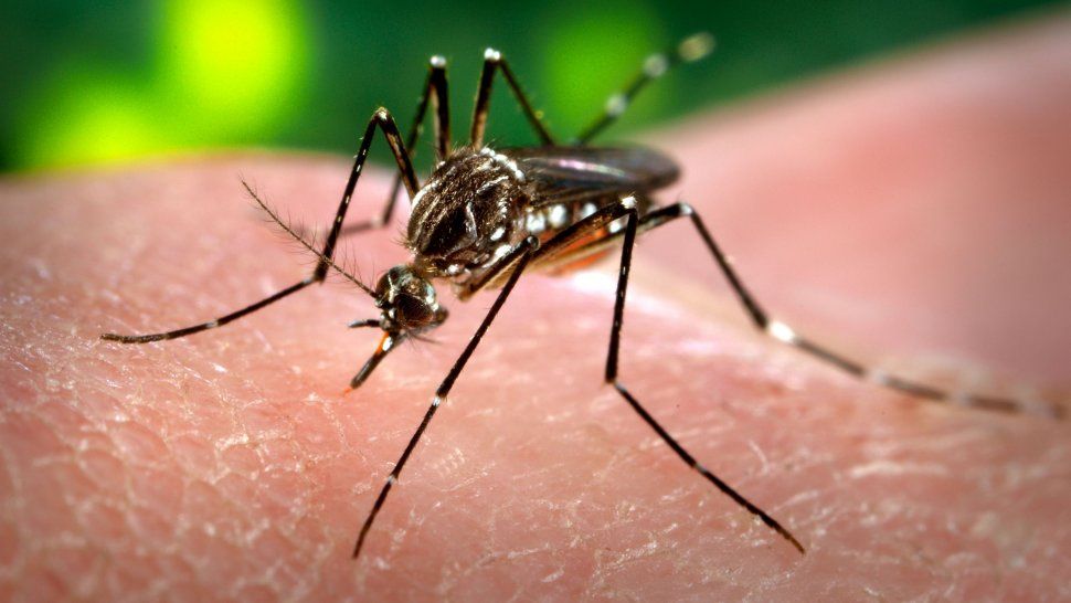 Dengue en Jujuy