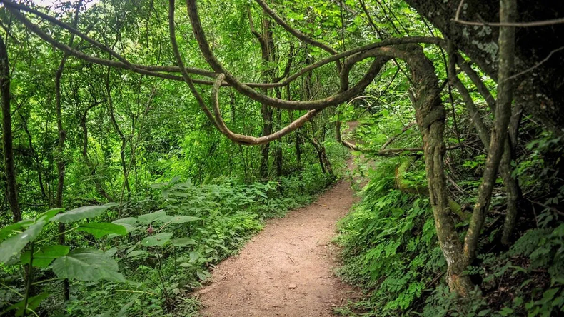 Parque Botánico Municipal. Parque Botánico Municipal.