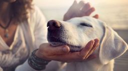 Los perros son más sanos si socializan con personas y otras mascotas