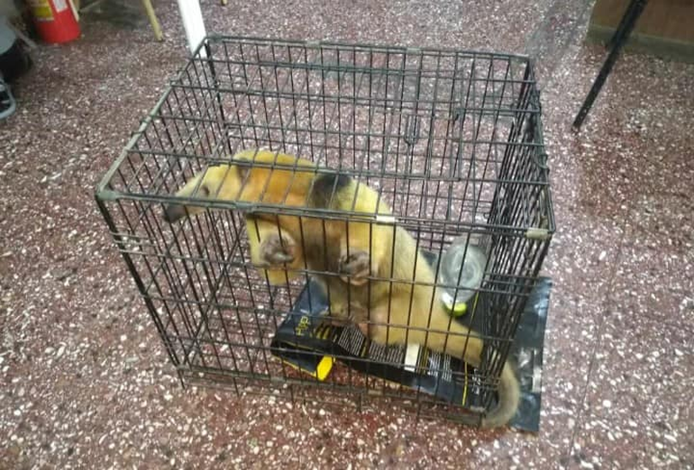 Libertador: encontraron un oso melero en una casa
