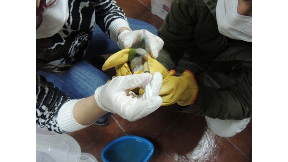 Aves recuperadas