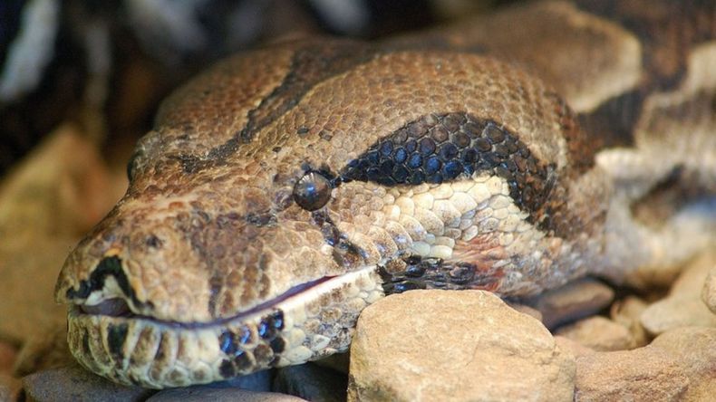 Los restos de esta serpiente fueron hallados hace algunos años en Colombia, puntualmente en la mina de carbón del Cerrejón, en el departamento de La Guajira.