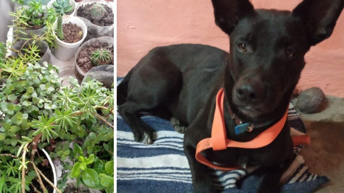 Todo Jujuy | perrita 21.jpg