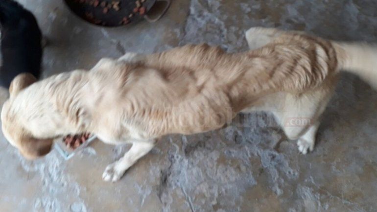 Perros abandonados (2).jpg