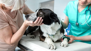 Cáncer en perros y gatos: señales tempranas y la importancia de la castración