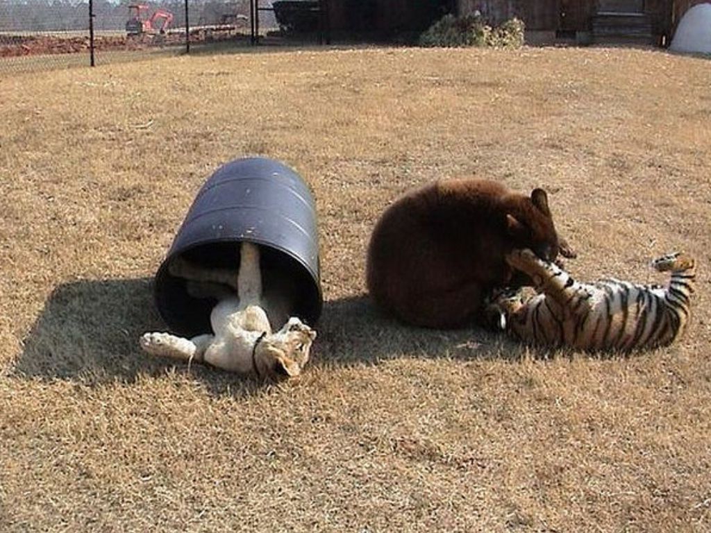 El oso, el león y el tigre