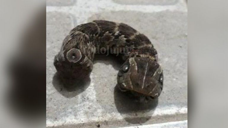 oruga serpiente.jpg