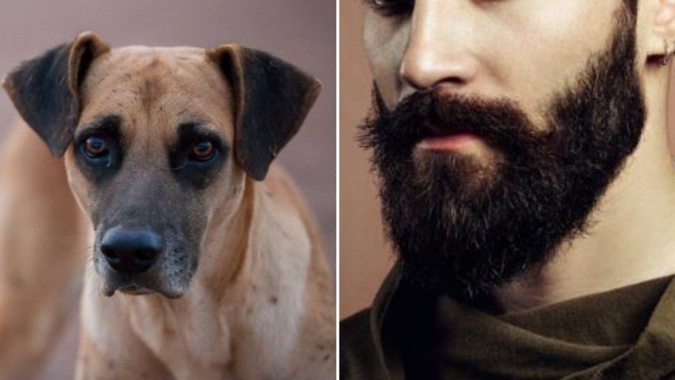 Un estudio reveló que la barba de los hombres tiene más gérmenes que un perro