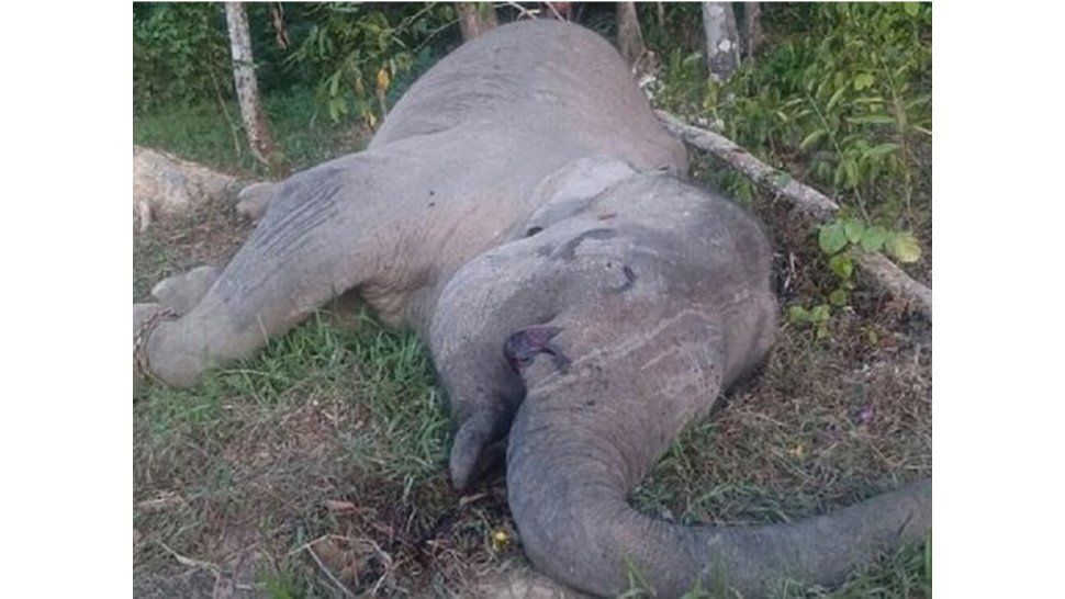 Blanco de cazadores por sus colmillos