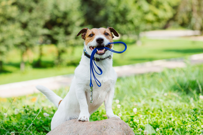 El paseo es el momento del día&nbsp;más esperado&nbsp;para un perro, además de ser fundamental para su salud mental y física. Sea cual sea su vivienda habitual, incluso aunque tenga mucho espacio, salir a pasear dos veces al día es necesario.