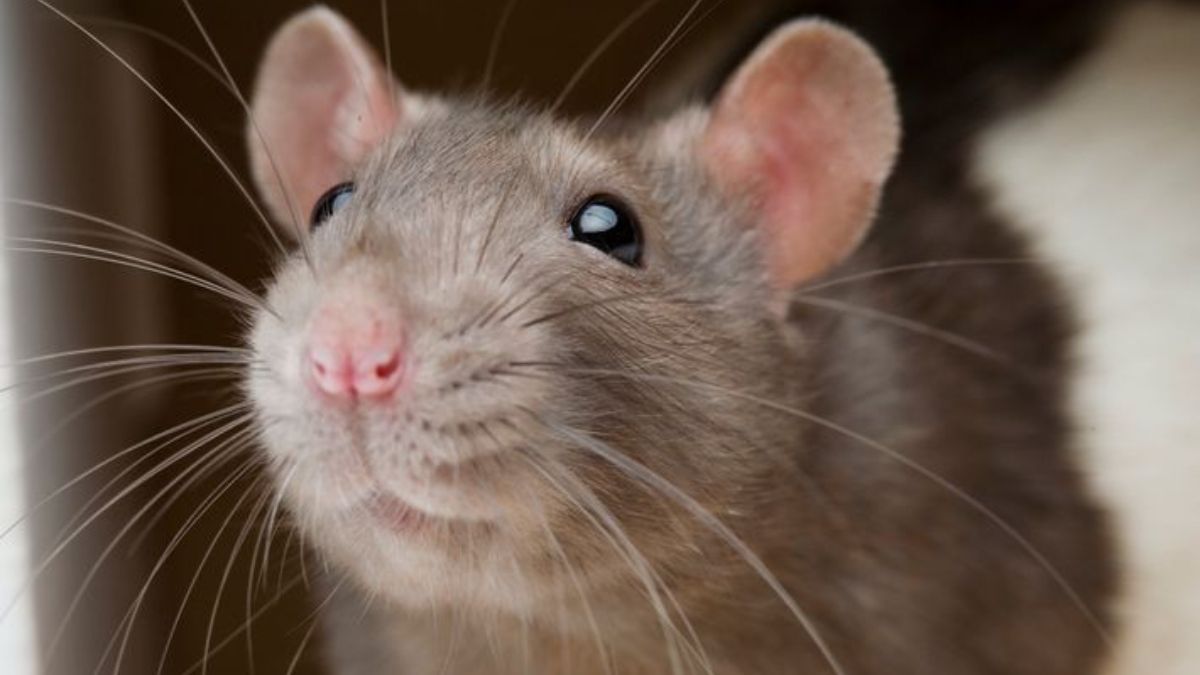 Cómo Ahuyentar Ratas y Ratones con remedios caseros