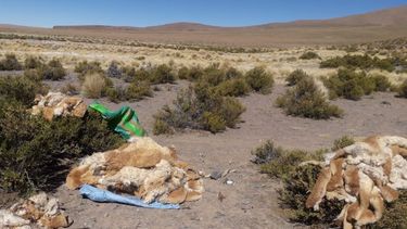 Caza de vicuñas.