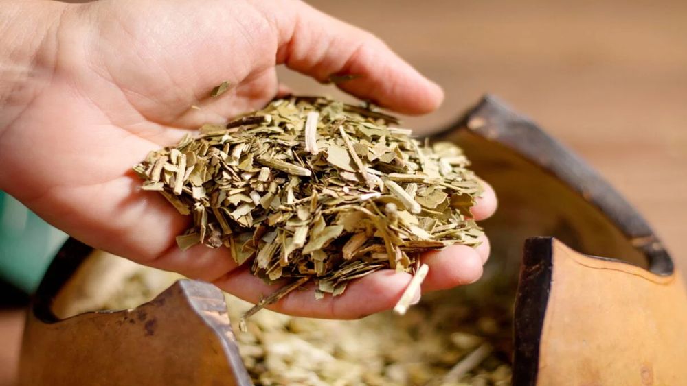 Científicos nacionales descubren que la yerba mate ayuda a cicatrizar heridas. &nbsp;