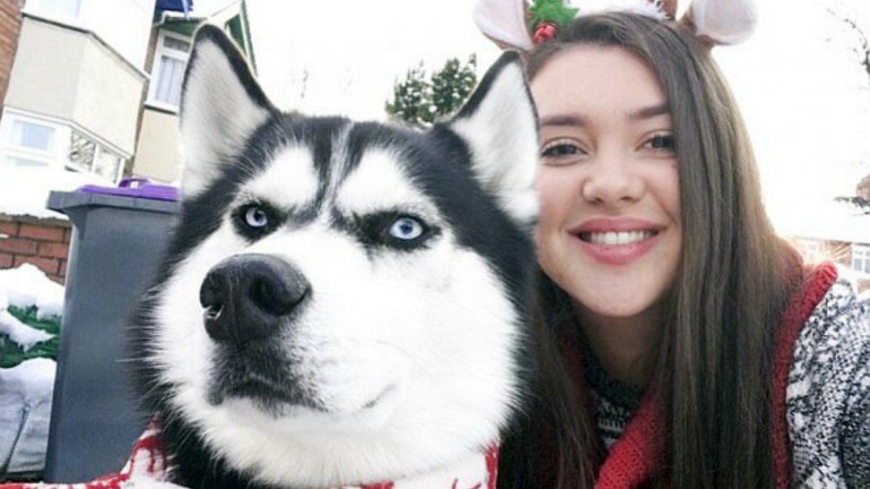 Este Husky hizo explotar Internet después de que su dueña difundiera su tarjeta navideña