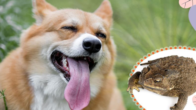 Los sapos pueden ser mortales para algunos perros.