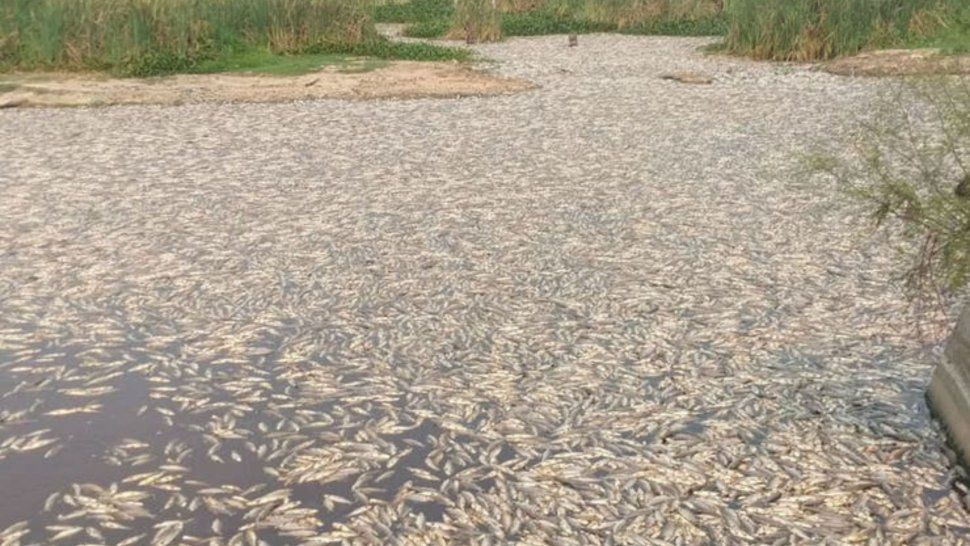 Formosa: sorprende la muerte de miles de peces