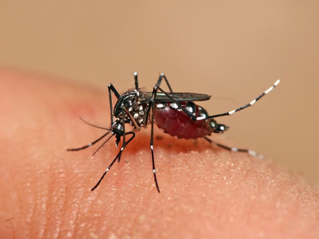 Dengue