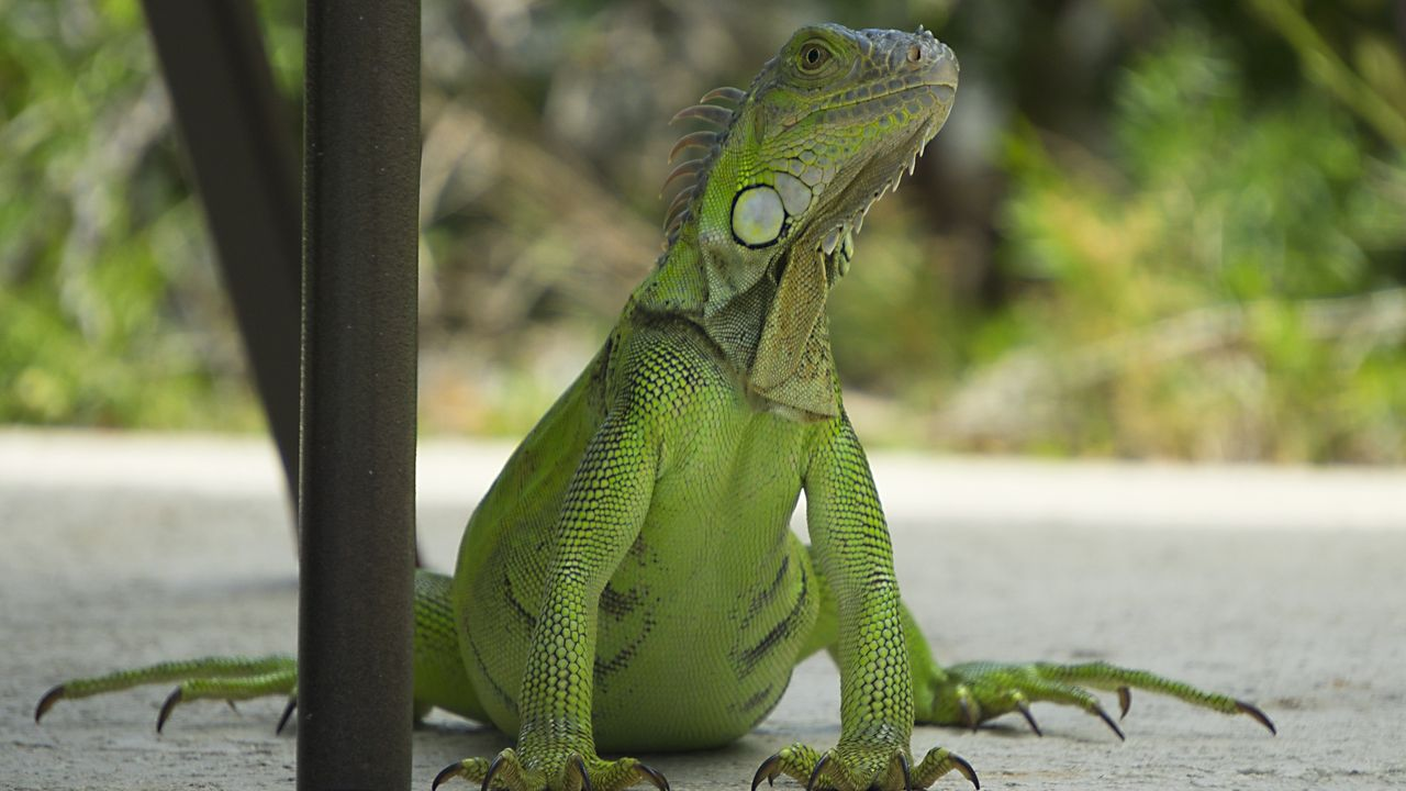 esperan una lluvia de iguanas en los estados unidos