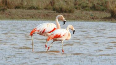 La laguna del norte argentino poco conocida que está llena de flamencos.