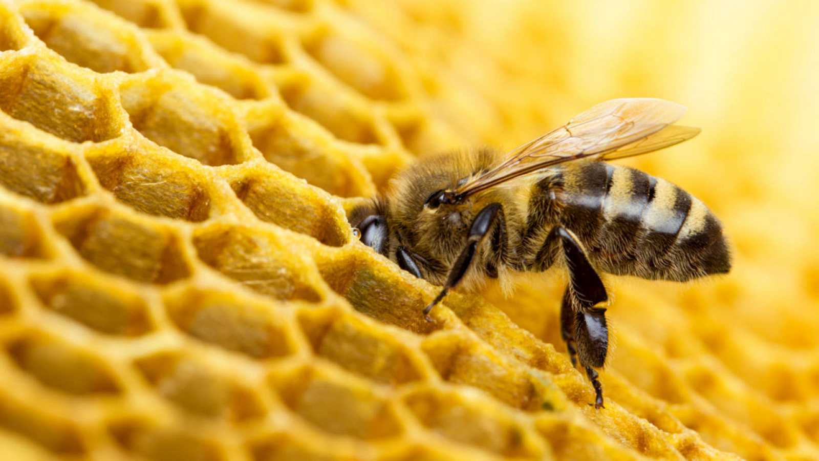 Las abejas son consideradas como los animales más importantes del mundo.