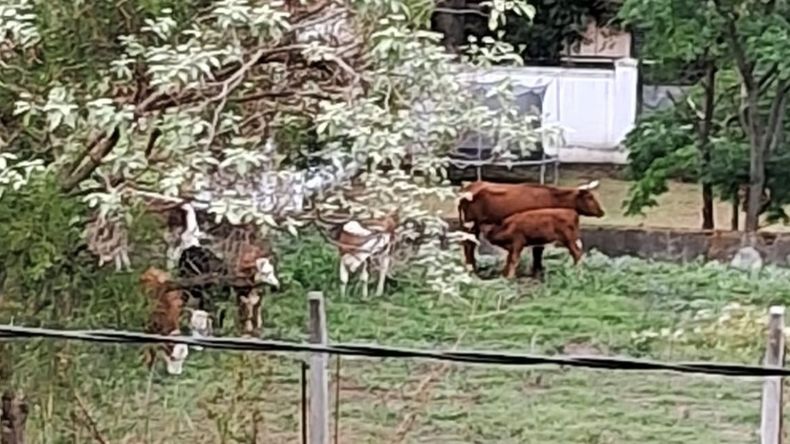 Alerta en La Viña: vacas se metieron al patio del colegio ETP