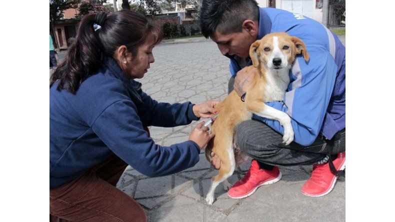 Sigue la vacunación antirrábica