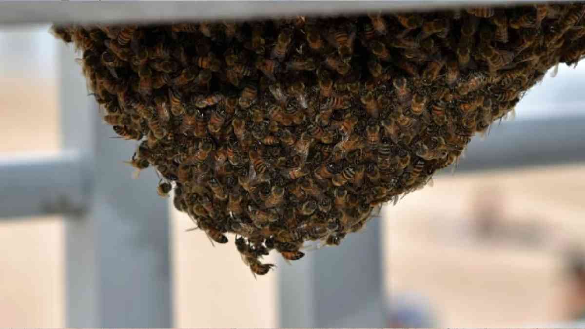Abejas atacaron a una familia en Santa Clara: heridos y un perro muerto Abejas atacaron a una familia en Santa Clara: heridos y un perro muerto