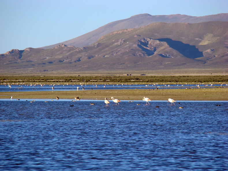 El caso de Gripe Aviar detectado fue en la Laguna de Pozuelos.