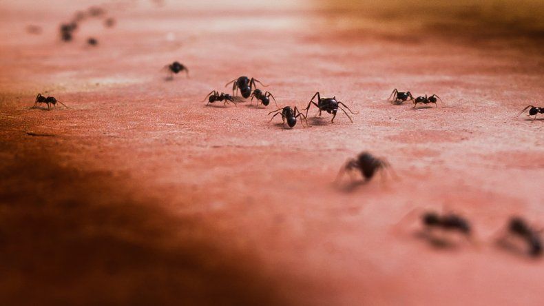 ¿Tenés hormigas en casa? Mirá cómo eliminarlas y evitar que vuelvan