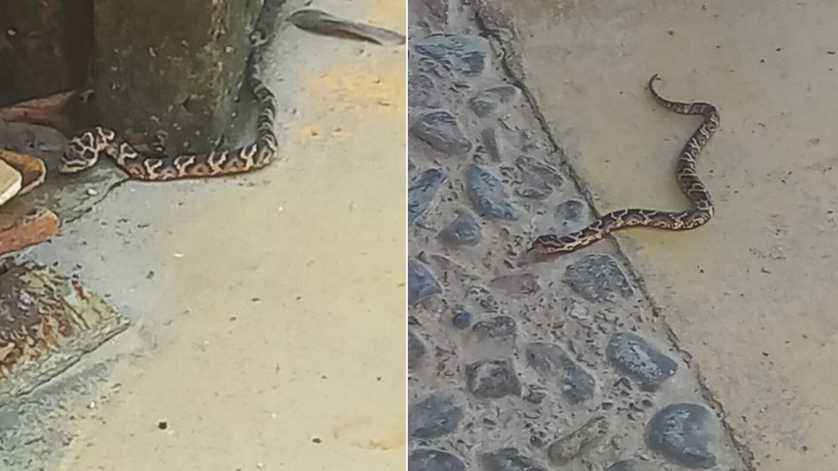 Viboras aparecen en casas de barrios capitalinos.