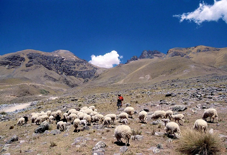 Productores de la Puna jujeña (ovejas pastando)&nbsp;