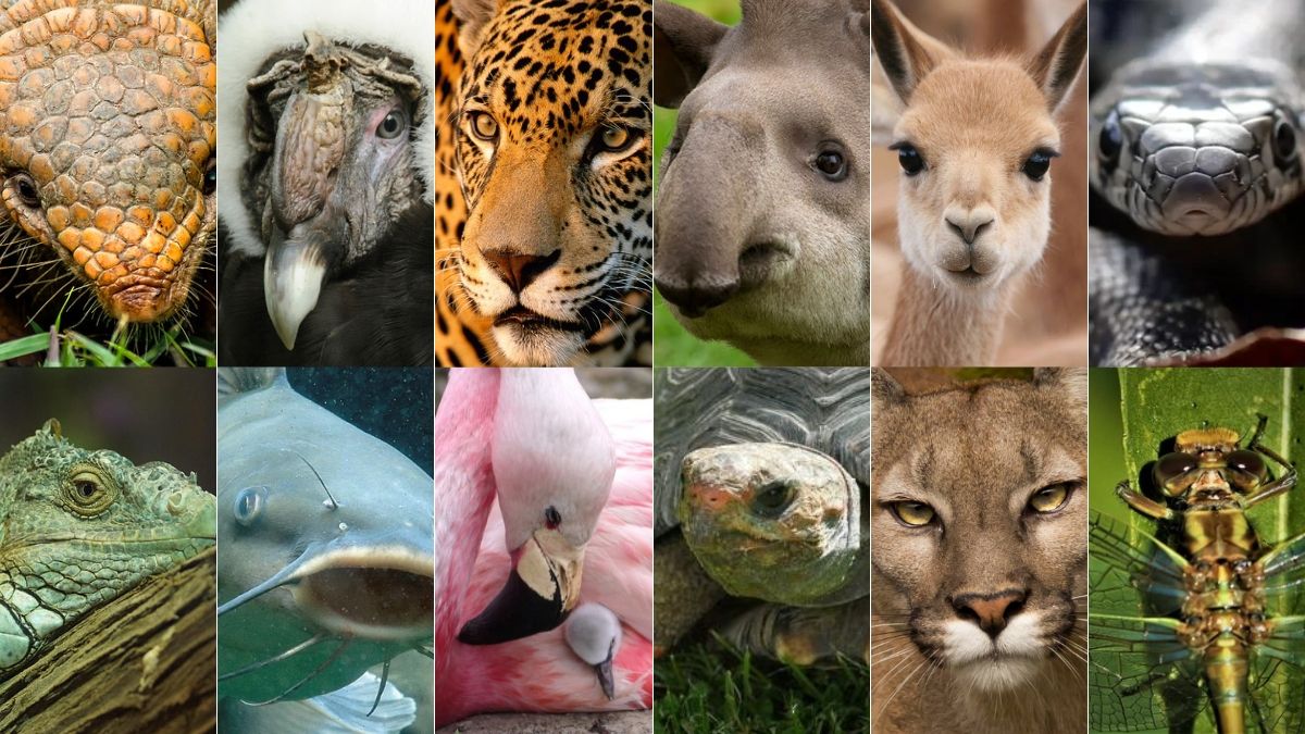 Animales de Jujuy en peligro de extinción.