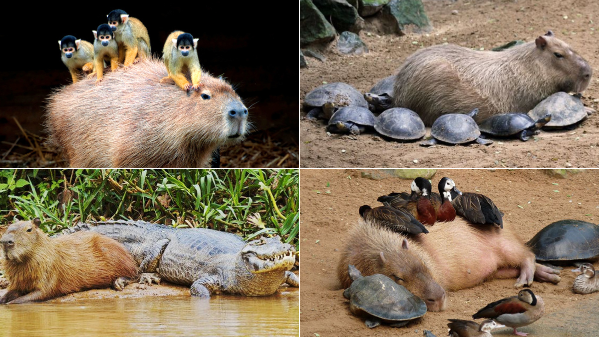 Carpincho, el animal más amistoso del mundo