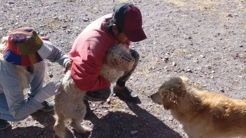 Purmamarca: operativo de vacunación antirrábica