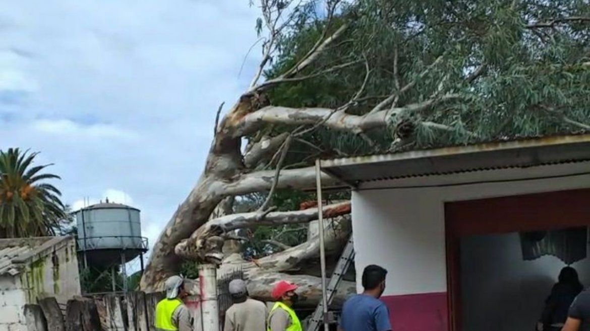 Todo Jujuy | Árbol cayó sobre una casa.jpg