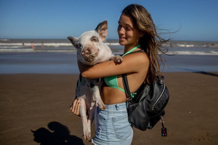 Chanchi, el cerdito en Pinamar (4).jpg