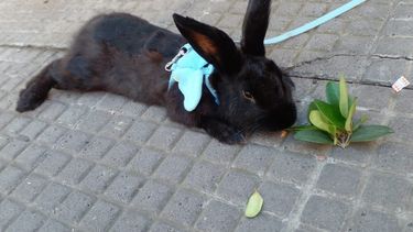 Tucumán: hombre se volvió viral tras pasear a su conejo en la calle.&nbsp;