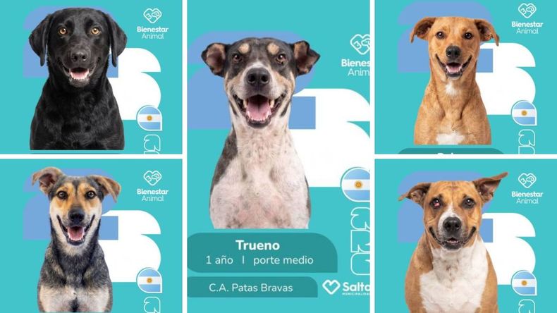 perros salta