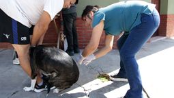 Campaña de Vacunación Antirrábica en San Salvador de Jujuy (Archivo)