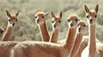 XAR presenta una Guía de Flora y Fauna de Cauchari-Olaroz elaborada junto al Ministerio de Ambiente y Cambio Climático de Jujuy